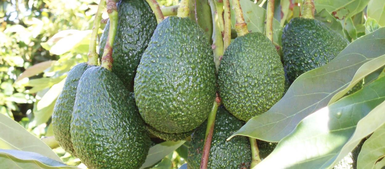 avo