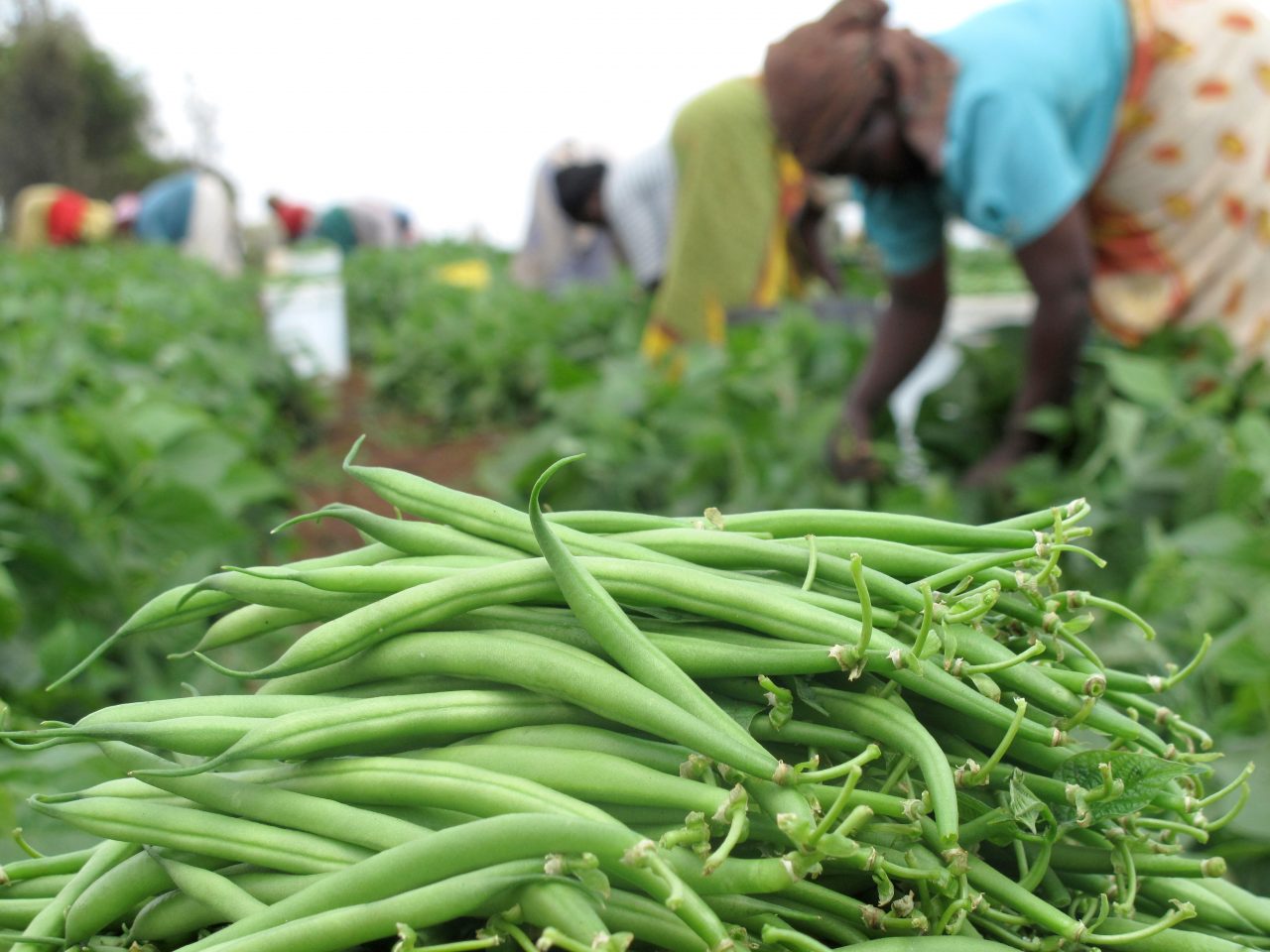 beans-and-pickers-1280x960